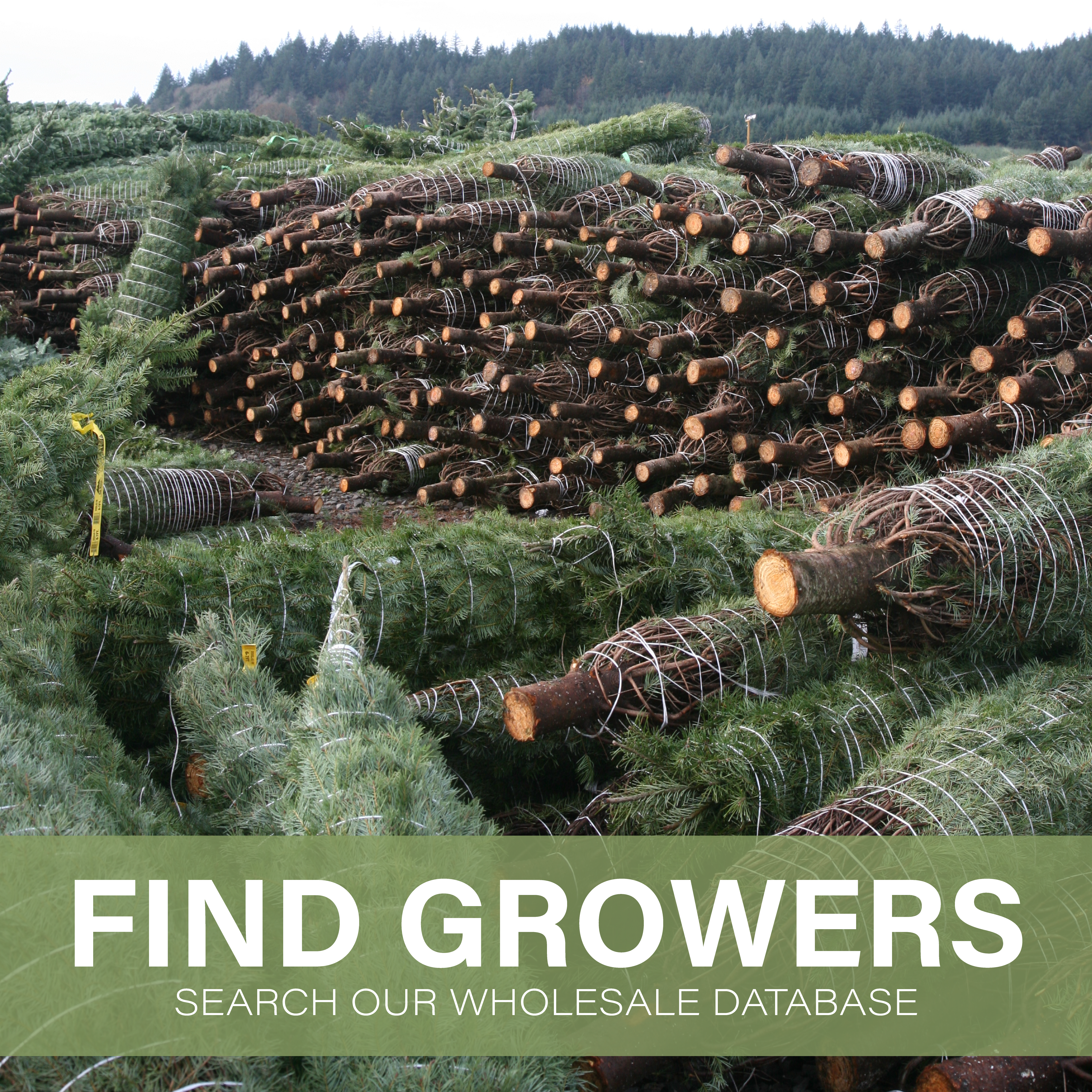 Find Wholesale Growers