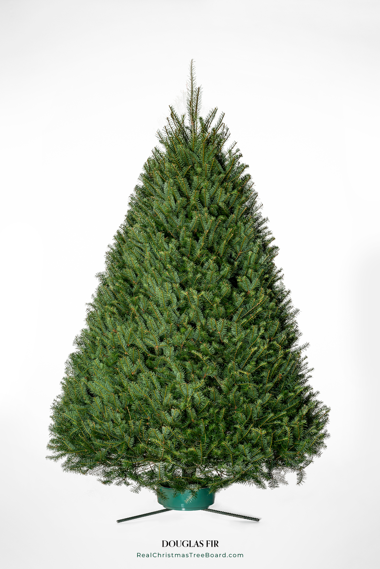 Douglas Fir