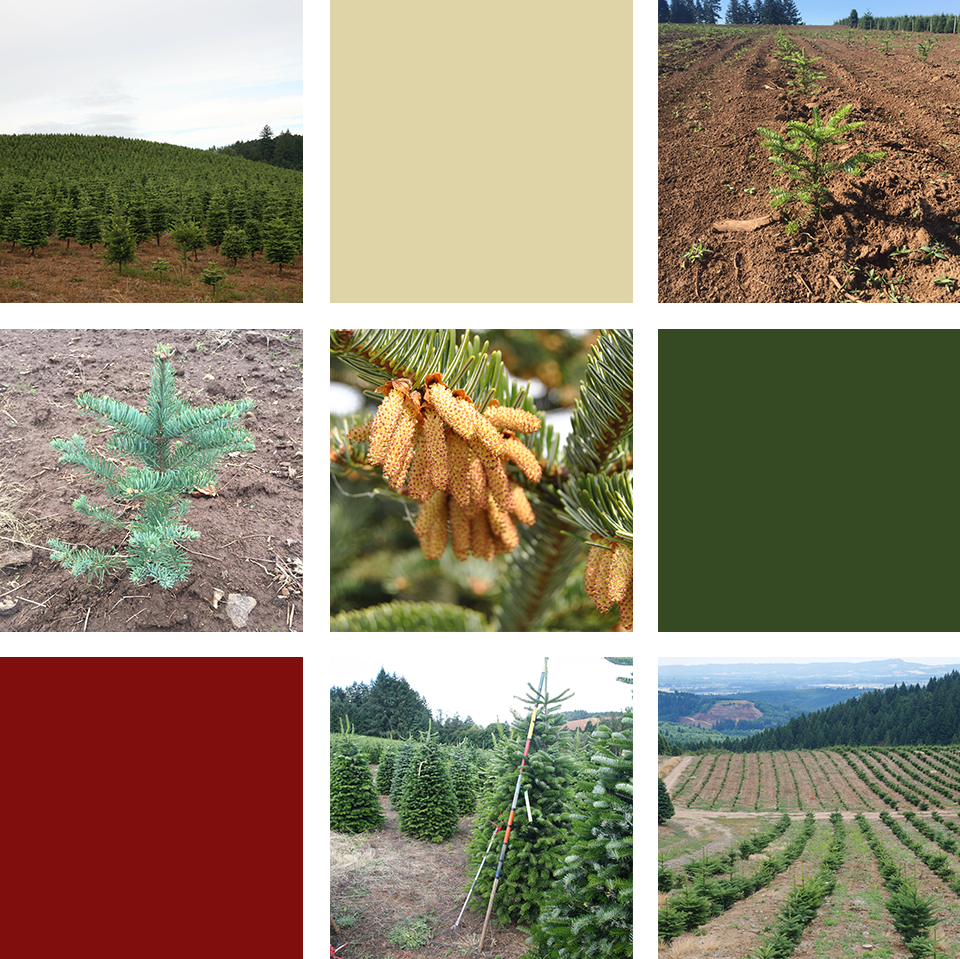 Environment Impact picture grid