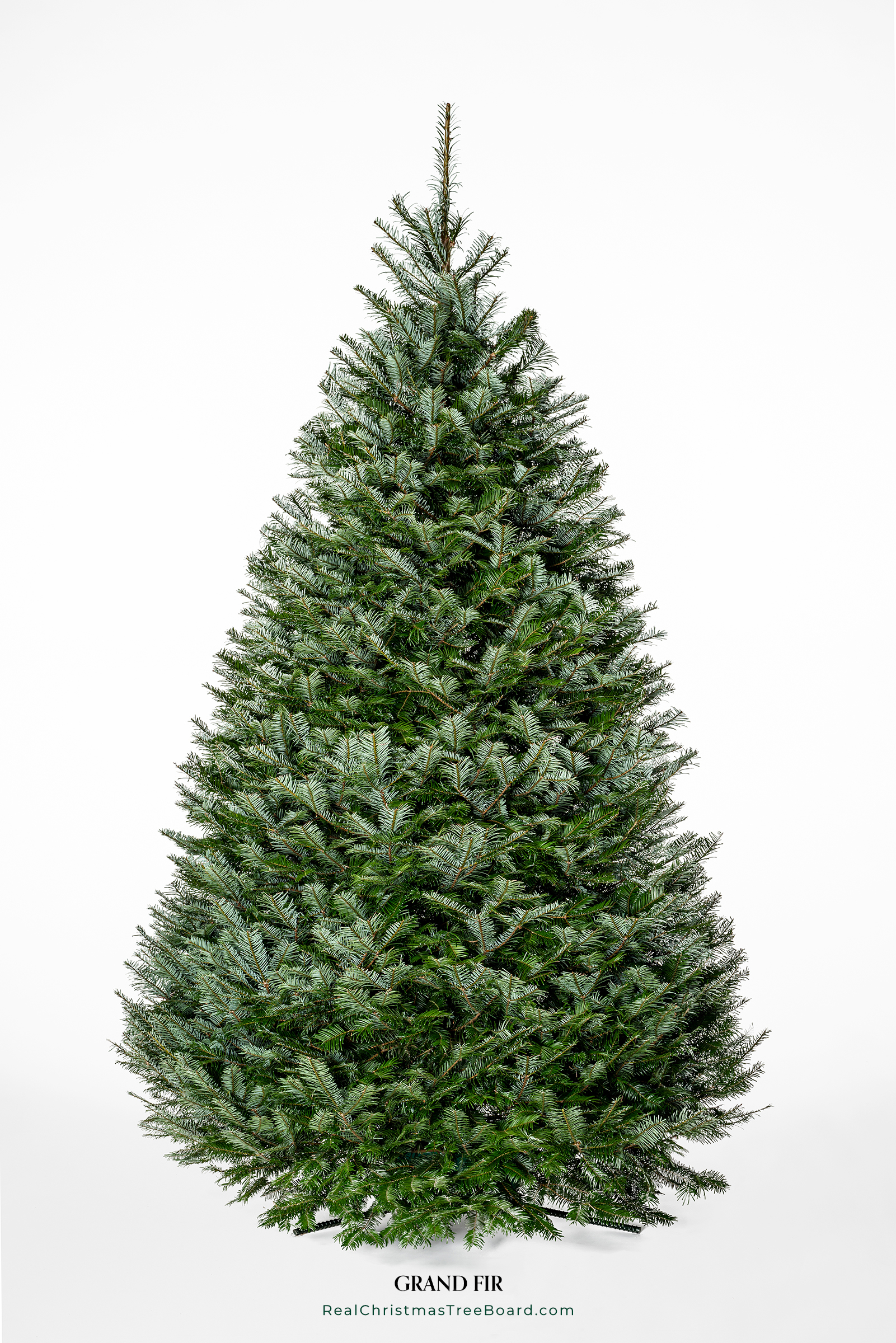 Grand Fir